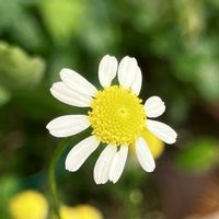 白が好き,今日のお花,#ガーデニング,エクステリアの画像