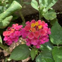 ランタナ,可愛い,和む,花のある暮らし,ありがとう❤️の画像