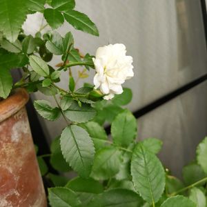 ミニバラ,世界平和,被災地にエールを…。,こんな時こそ花を,森の負けないぞ❗️の画像
