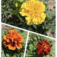 マリーゴールド,地植え,北海道,札幌,切り花コーナーの画像