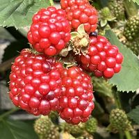 ブラックベリー,コエビソウ,ご近所パトロールの画像