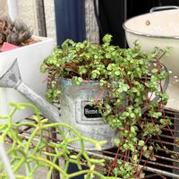 ピレア,癒される,no green no life,鳥取県,観葉植物のある暮らしの画像