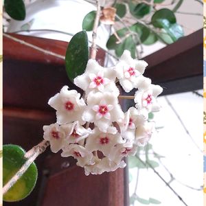ホヤ・マチルダ,ホヤ,花のある暮らし,植中毒,ホヤ属の画像