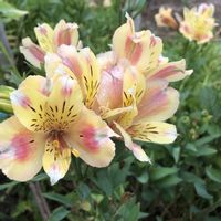 アルストロメリア,道端,花のある暮らし,緑のある暮らし,植物のある暮らしの画像