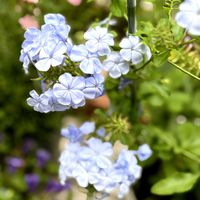 ルリマツリ,ガーデニング,花のある暮らし,小さな庭の画像
