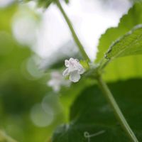 レモンバーム,ハーブ,きれい,花のある暮らし,庭の宿根草の画像