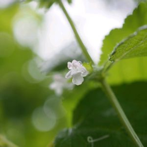 レモンバーム,ハーブ,きれい,花のある暮らし,庭の宿根草の画像