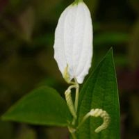 ハンゲショウ,花のある暮らし,ありがとう❤️,小さな幸せ♡,素敵の画像