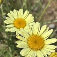 カモミール,カモミール,カモミール,ダイヤーズカモミール,ダイヤーズカモミールの画像