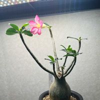 アデニウムの画像