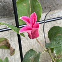 クレマチス,ジニア,ジニア,クレマチスプリンセスダイアナ,おはようございますの画像