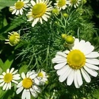 カモミール,カモミール,ハス,花のある暮らし,過去picの画像