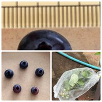 ナス,ブルーベリー,ピーマン,ブルーベリーの実,ピーマンの花の画像