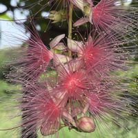 サガリバナ,沖縄,宮古島の画像