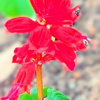 サルビア,サルビアの画像