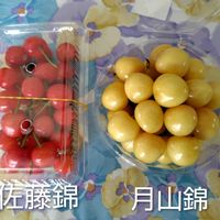 カモミール,カモミール,サクランボ,サクランボ,ハーブの画像