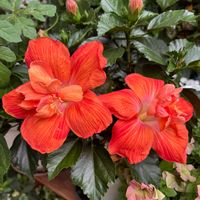 ハイビスカス,ハイビスカス マダムペレ,花のある暮らし,花好きさんと繋がりたい,猫好きさんと繋がりたいの画像