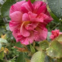 薔薇エドガードガ,地植え,ピンクの花,我が家の薔薇,大好きな薔薇の画像