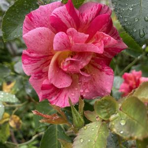 薔薇エドガードガ,地植え,ピンクの花,我が家の薔薇,大好きな薔薇の画像