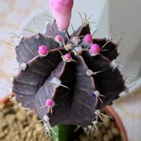サボテン,ギムノカリキウム,鉢植え,お花のある暮らしの画像