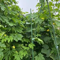キュウリ,ゴーヤ,ゴーヤの花,キュウリの花,ゴーヤとキュウリの画像