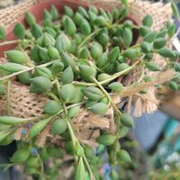 虹の玉,ピーチネックレス,ポリゴナム（ヒメツルソバ）,紫陽花の真花,花のある暮らしの画像