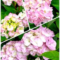 地植え,日当たりの良い場所,畑の画像