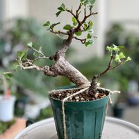 ガジュマル,鉢植え,取り木,ベランダの画像