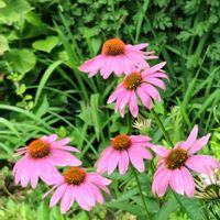 エキナセア,紫馬簾菊,ピンクの花,花のある暮らし,グリーンのある暮らしの画像