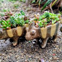 多肉植物,大好き,多肉寄せ植え,お気に入り♡,かわいい♡の画像