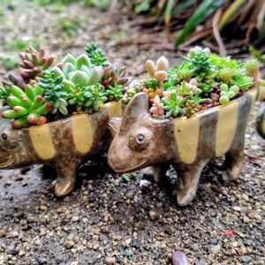 多肉植物,大好き,多肉寄せ植え,お気に入り♡,かわいい♡の画像