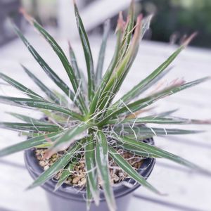 アガベ,アガベ シディゲラ ホワイトストライプ,多肉植物,観葉植物,ガーデニングの画像