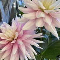 ダリア,黒蝶 ダリア,しあわせ運べるように,チーム千葉✿︎,花咲く乙女たち♡の画像