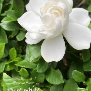 クチナシ,常緑低木,白い花,アカネ科,花のある暮らしの画像
