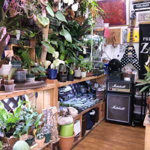 多肉植物,ウラボシ科,ビカクシダ属,食中植物,塊根の画像