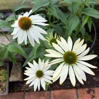 エキナセア,小さな幸せ♡,お花好きの人と繋がりたい,ガーデニング大好き,庭の画像