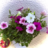 ペチュニア,ベロニカ・オックスフォードブルー,ペチュニア華劇,お花は癒し,繋がりに感謝の画像