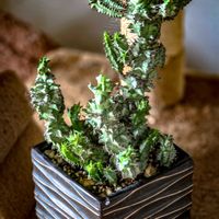 ユーフォルビア・ホリダ,ユーフォルビア ホリダ モンストローサ,ユーフォルビア,ユーフォルビア属。,ホリダ・モンストローサの画像