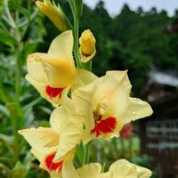 ガザニア,グラジオラス,西洋アサガオ,繋がりに感謝✨,バラと夢CLUBの画像
