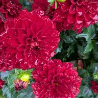 ダリア,小さな幸せ♡,我が家のお花,素敵な出会いに感謝❤️,いただいた球根からの画像