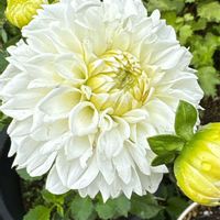 ダリア,ダリア　ペティーマロン,白い花,植えっぱなし,iPhone撮影の画像