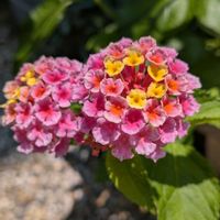 ランタナ,ランタナ,我が家の花達の画像