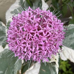 可愛い,ピンクの花,シェードガーデン,斑入り。,斑入り好き♡の画像