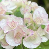 ゼフィランサス,ハス,レインリリー,紫陽花 アジサイ あじさいの画像