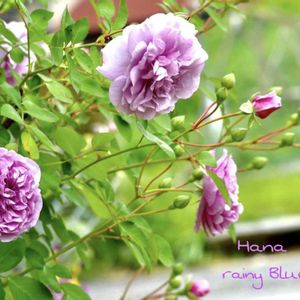 ウメ,レイニーブルー,庭の花,雨の日,薔薇♪の画像