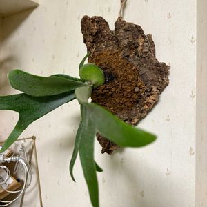 コウモリラン・ビカクシダ,観葉植物,花のある暮らし, コウモリラン ,観葉植物のある暮らしの画像