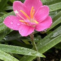 カサブランカ,カサブランカ,カモミール,レインリリー,ヒメヒオウギズイセンの画像