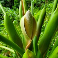 セローム,セロームの花の画像