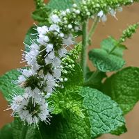 アップルミント,アップルミント,ミント,いい香り,花のある暮らしの画像