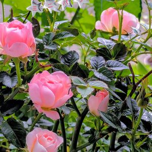 ミニバラ,ガーデニング,マイガーデン,可愛い〜♡,ミニ薔薇の画像